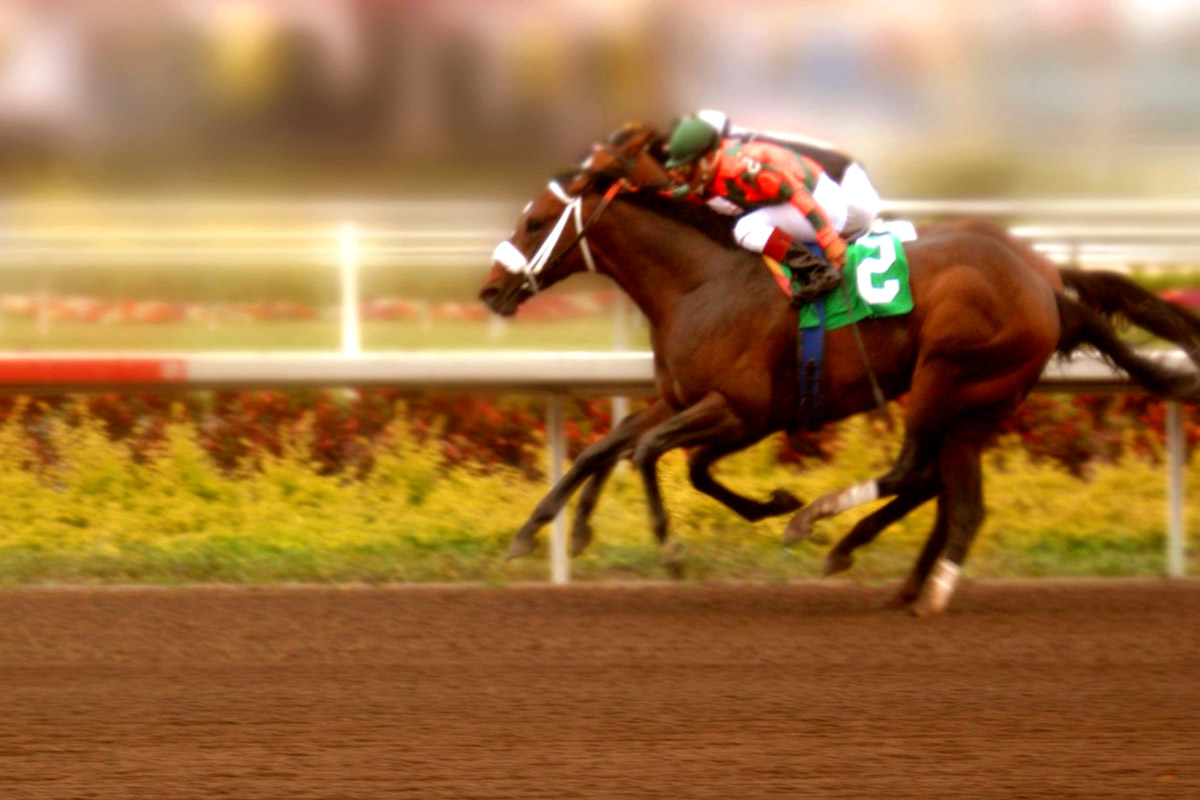 Horse Racing, Holiday Accommodation, Lambourn, Berkshire, UK