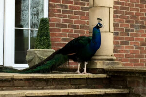 Lambourn House, Holiday Accommodation, Functions, Events & Corporate, Lambourn, Berkshire, UK